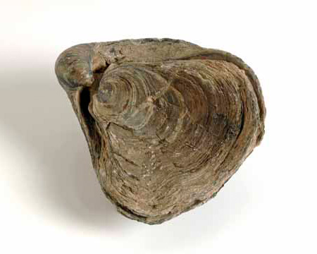 Photo of Gryphaea fossil