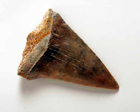 Photo of Isurus tooth