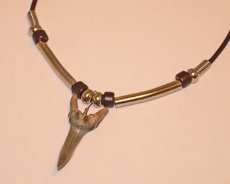 bull shark tooth. Photo of shark tooth necklace