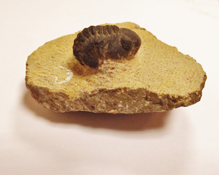 Photo of Reedops trilobite