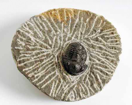 Photo of Gerastos fossil