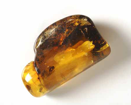 Photo of insect in amber