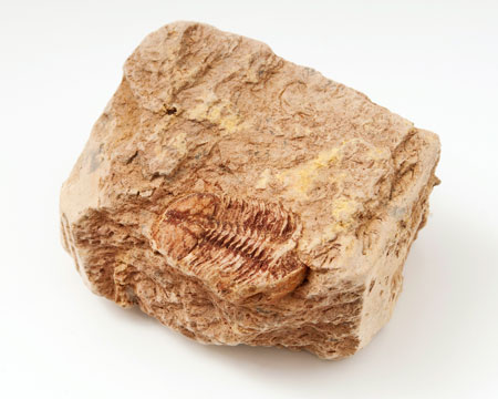 Photo of Ductina trilobite
