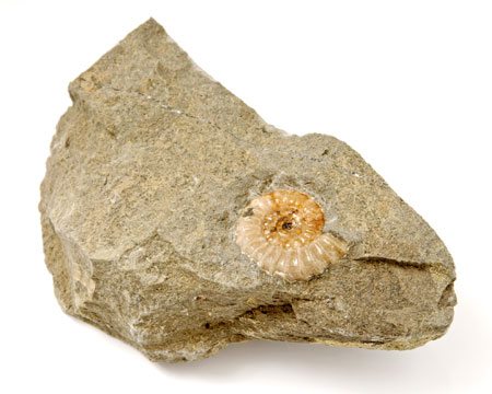 Photo of Promicroceras fossil