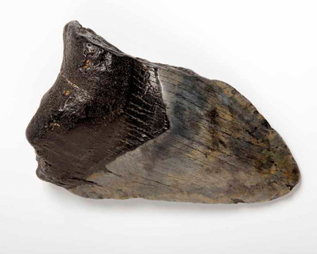 Photo of incomplete Carcharocles megalodon tooth