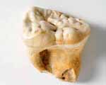 Photo of cave bear tooth
