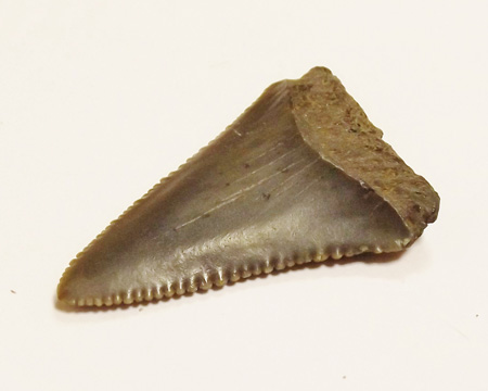 Photo of Great White shark tooth