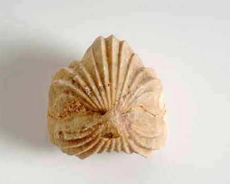 Photo of Rhynchonella fossil