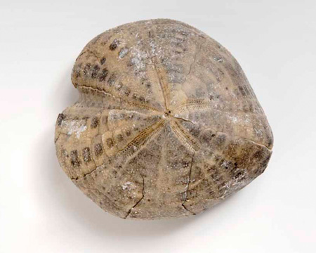 Photo of Micraster fossil