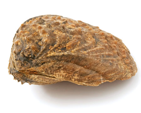 Photo of clam fossil