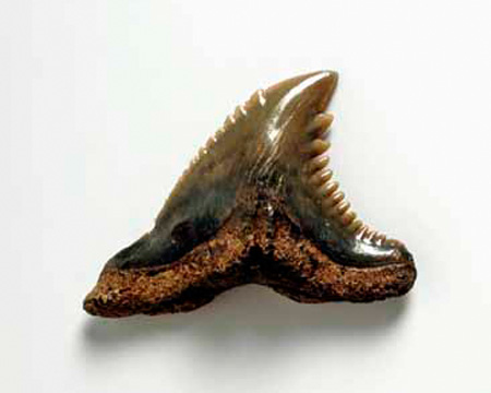 Photo of Hemipristus tooth
