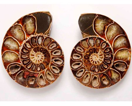 Photo of sectioned ammonite fossil