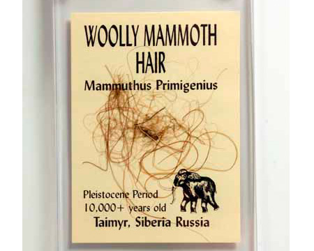 Photo of mammoth hair