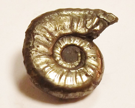Photo of a pyritised ammonite fossil