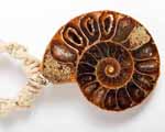 Photo of ammonite necklace
