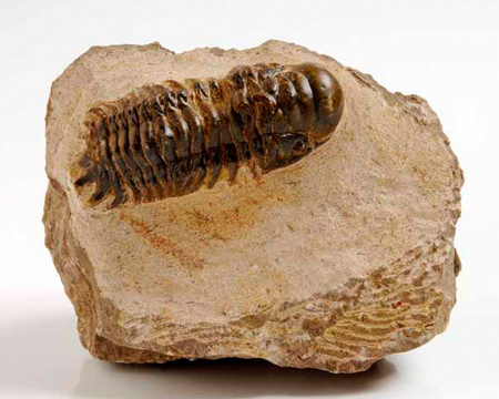 Photo of Crotalocephalina fossil