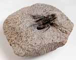Photo of Cyphaspis fossil