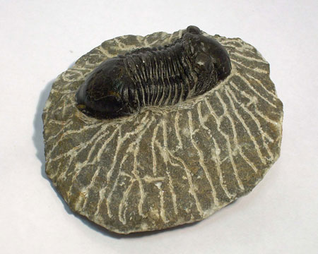 Photo of Paralejurus fossil