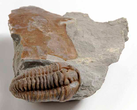 Photo of Flexicalymene fossil