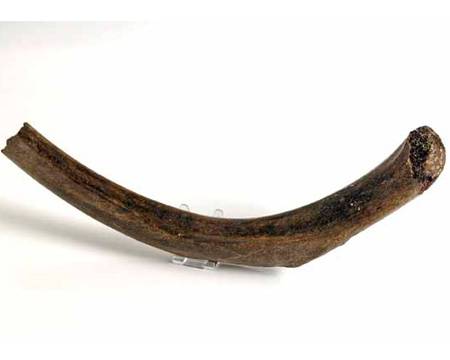 Photo of mammoth rib