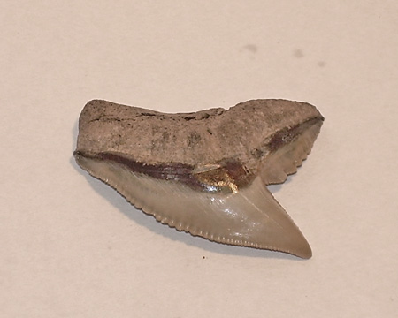 Photo of Galeocerdo tooth