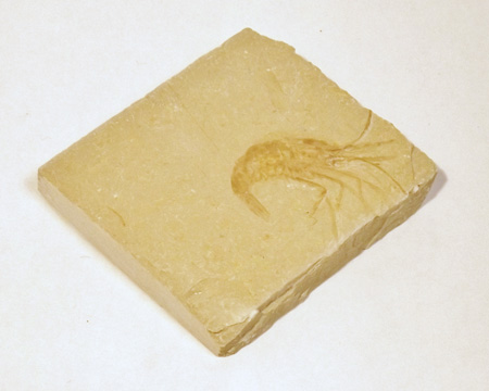 Photo of Carpopenaeus fossil