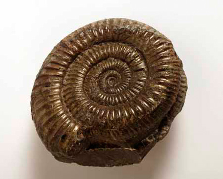 Photo of Dactylioceras fossil