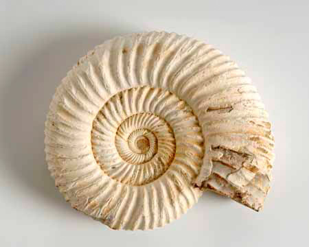 Photo of Perisphinctes fossil