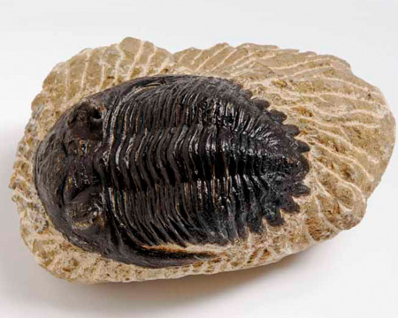 Photo of Hollardops trilobite