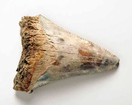 Photo of shark tooth