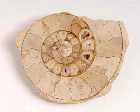 Photo of sectioned ammonite fossil