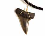 Photo of a mako shark tooth necklace