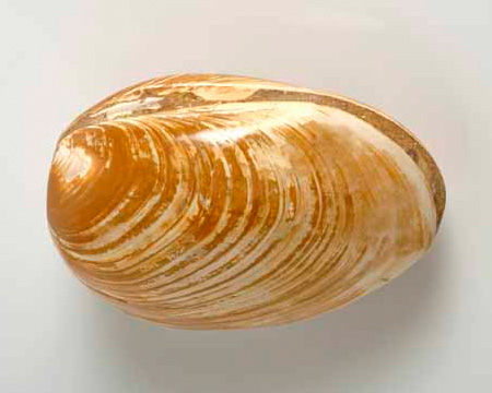 Photo of clam fossil