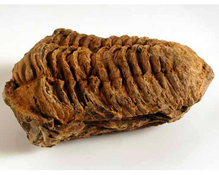 Photo of Diacalymene fossil