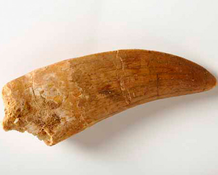 Photo of Carcharodontosaurus tooth