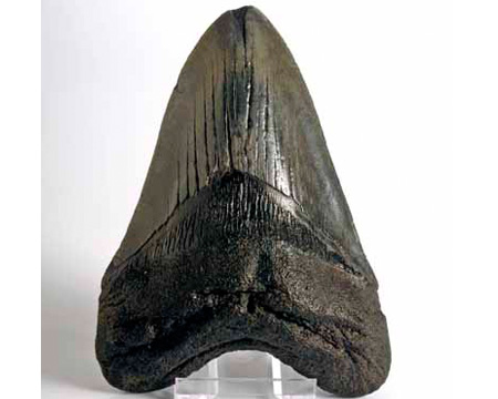 Photo of megalodon fossil