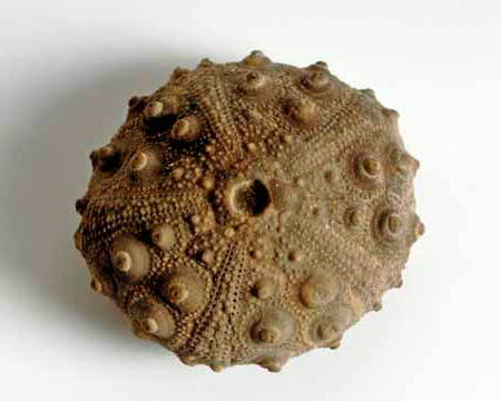 Photo of Heterodiaderma fossil