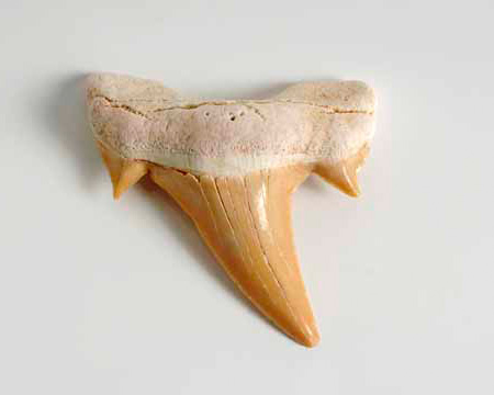 Photo of Otodus tooth